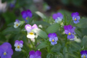 purple_flowers